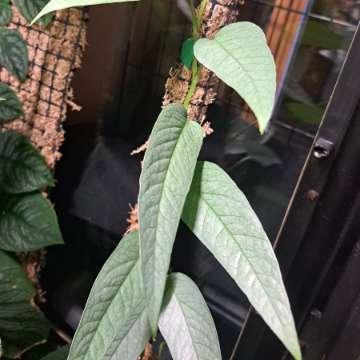 Epipremnum pinnatum 'Cebu Blue'