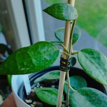 Hoya acuta (verticillata, parasitica) 'Black Margin'