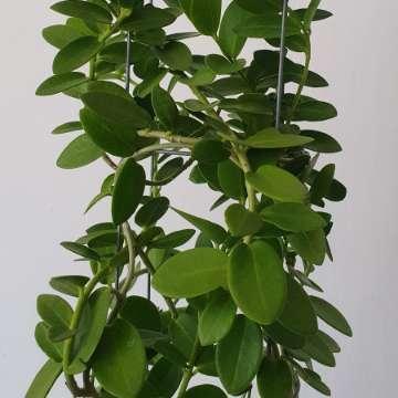 Hoya cumingiana