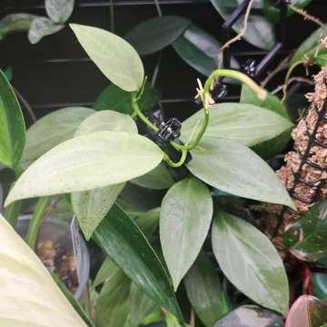 Hoya nicholsoniae 'New Guinea Ghost'
