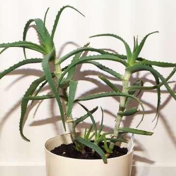 Aloe arborescens