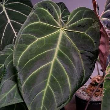 Anthurium magnificum 'Verde'