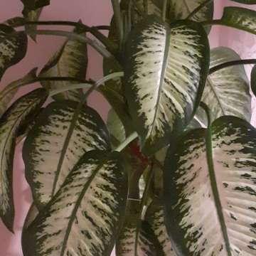 Dieffenbachia seguine (maculata, picta) 'Tropic Snow'
