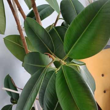 Ficus elastica 'Robusta'