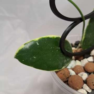 Hoya acuta (verticillata, parasitica) 'Albomarginata'