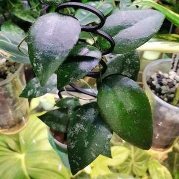Hoya caudata 'Sumatra'