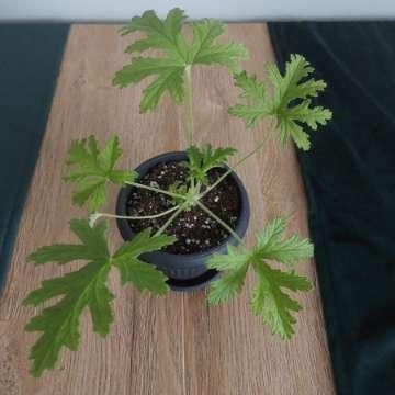 Pelargonium tomentosum (graveolens)