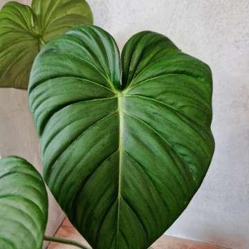 Philodendron 'Dean McDowell'