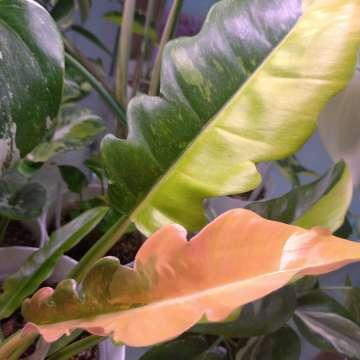 Philodendron 'Ring of Fire'