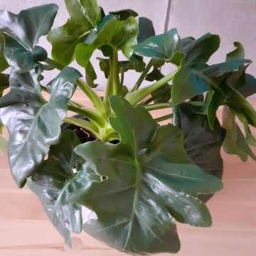 Philodendron 'Atom'