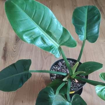 Philodendron erubescens 'Imperial Green'