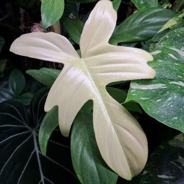 Philodendron florida 'Ghost'