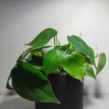 Philodendron hederaceum (scandens)