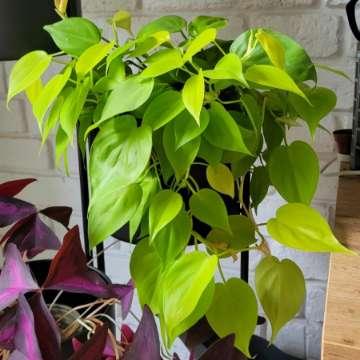 Philodendron hederaceum (scandens) 'Lemon Lime'