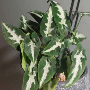 Syngonium wendlandii 'Green Velvet'