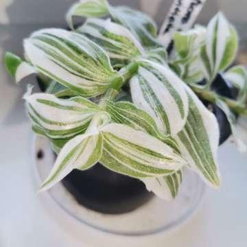 Tradescantia albiflora