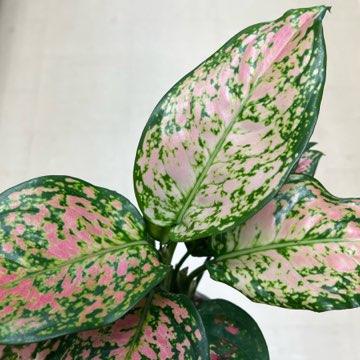 Aglaonema 'Spotted Star'