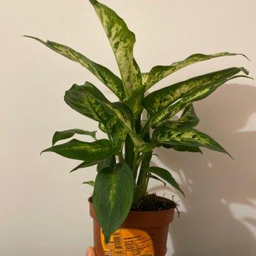 Dieffenbachia seguine (maculata, picta)