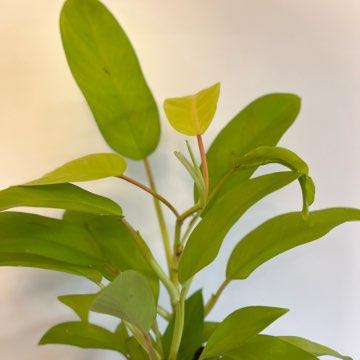 Philodendron 'Malaya Gold'